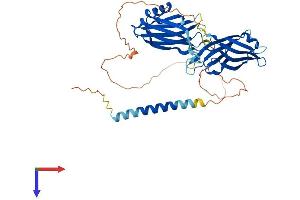 AlphaFold protein structure predicition of Human Recombinant SYT11 Protein, UniprotID Q9BT88