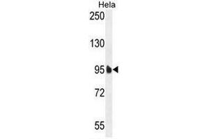 EFTUD1 Antibody (C-term) western blot analysis in Hela cell line lysates (35µg/lane). (EFTUD1 anticorps  (C-Term))