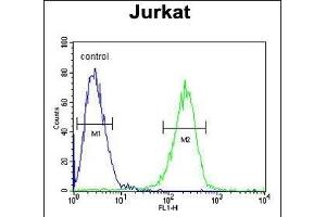 HADHB Antibody (C-term) (ABIN653816 and ABIN2843089) flow cytometric analysis of Jurkat cells (right histogram) compared to a negative control cell (left histogram). (HADHB anticorps  (C-Term))