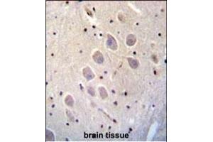 C Antibody (C-term) (ABIN656473 and ABIN2845754) immunohistochemistry analysis in formalin fixed and paraffin embedded human brain tissue followed by peroxidase conjugation of the secondary antibody and DAB staining. (NGFR anticorps  (C-Term))