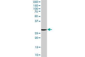 RAB23 MaxPab rabbit polyclonal antibody.