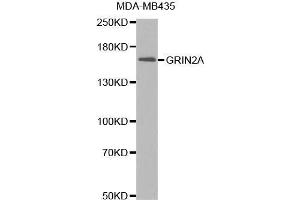 Western Blotting (WB) image for anti-Glutamate Receptor, Ionotropic, N-Methyl D-Aspartate 2a (GRIN2A) (AA 1130-1400) antibody (ABIN1681064)
