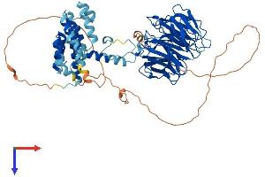 AlphaFold protein structure predicition of Human Recombinant WDR26 Protein, UniprotID Q9H7D7