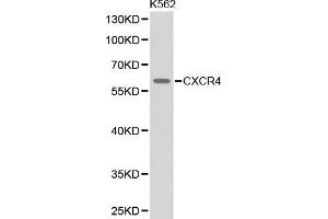 Western blot analysis of extracts of K562 cell line, using CXCR4 antibody. (CXCR4 anticorps  (AA 1-100))