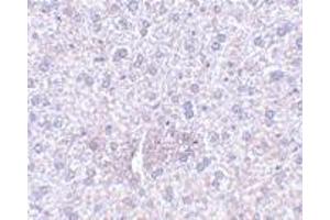 Immunohistochemistry of PLXDC1 in mouse liver tissue with PLXDC1 polyclonal antibody  at 2. (PLXDC1 anticorps  (Internal Region))