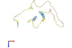 BCL2-Associated Agonist of Cell Death (BAD) (AA 1-204) protein (His tag)