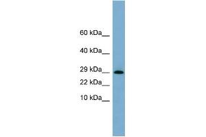 WB Suggested Anti-ERP29 Antibody Titration:  0. (ERP29 anticorps  (N-Term))