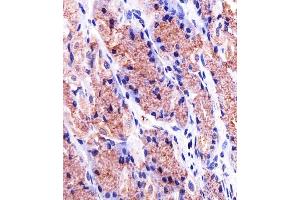 Immunohistochemical analysis of paraffin-embedded H.