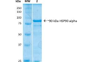 SDS-PAGE (SDS) image for Heat Shock Protein 90kDa alpha (Cytosolic), Class A Member 2 (HSP90AA2) (full length) protein (ABIN1686664)