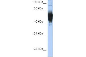 LCAT antibody used at 1 ug/ml to detect target protein. (LCAT anticorps  (C-Term))