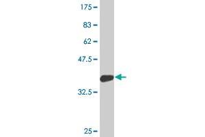 Western Blot detection against Immunogen (36.