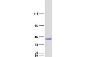 Validation with Western Blot