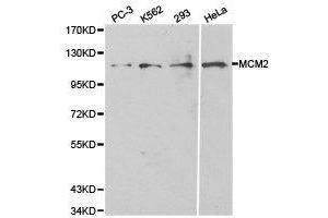 Western Blotting (WB) image for anti-Minichromosome Maintenance Complex Component 2 (MCM2) antibody (ABIN1873663) (MCM2 anticorps)