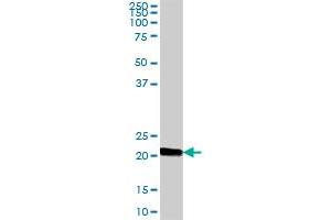 IGJ MaxPab polyclonal antibody.