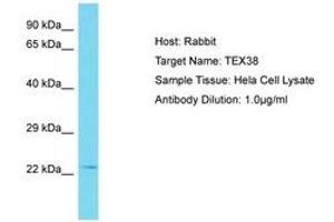 Image no. 1 for anti-Testis Expressed 38 (TEX38) (AA 99-148) antibody (ABIN6750801) (TEX38 anticorps  (AA 99-148))