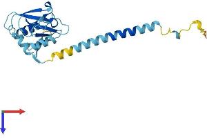AlphaFold protein structure predicition of Human Recombinant CCDC25 Protein, UniprotID Q86WR0