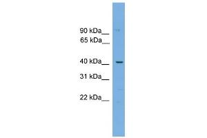 WB Suggested Anti-WBP4 Antibody Titration: 0. (WBP4 anticorps  (N-Term))