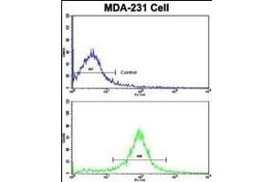 Flow cytometric analysis of MDA-231 cells using ACTN1 Antibody (N-term)(bottom histogram) compared to a negative control cell (top histogram). (ACTN1 anticorps  (N-Term))