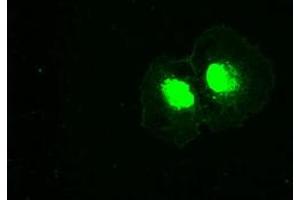 Anti-PLK1 mouse monoclonal antibody (ABIN2452274) immunofluorescent staining of COS7 cells transiently transfected by pCMV6-ENTRY PLK1 (RC201795). (PLK1 anticorps)