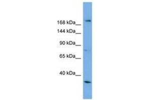 Image no. 1 for anti-Amyotrophic Lateral Sclerosis 2 (Juvenile) (ALS2) (AA 1007-1056) antibody (ABIN6743275) (ALS2 anticorps  (AA 1007-1056))