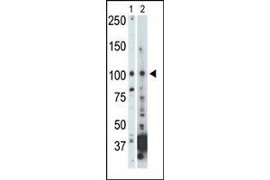 The anti-NEK9 Pab (ABIN392654 and ABIN2842155) is used in Western blot to detect NEK9 in 293 cell lysate (Lane 1) and mouse heart tissue lysate (Lane 2). (NEK9 anticorps  (C-Term))