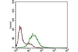 Flow cytometric analysis of Hela cells using SSTR3 mouse mAb (green) and negative control (red).