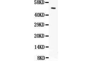 Anti- Orai1 antibody, Western blotting All lanes: Anti Orai1  at 0. (ORAI1 anticorps  (C-Term))