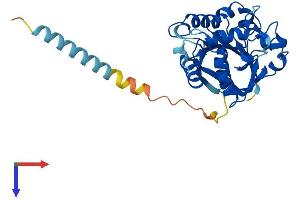 AlphaFold protein structure predicition of Human Recombinant ST6GALNAC4 Protein, UniprotID Q9H4F1