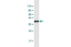 Western Blot detection against Immunogen (36.