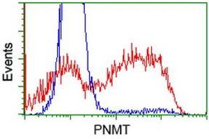 HEK293T cells transfected with either RC206586 overexpress plasmid (Red) or empty vector control plasmid (Blue) were immunostained by anti-PNMT antibody (ABIN2454534), and then analyzed by flow cytometry. (PNMT anticorps)