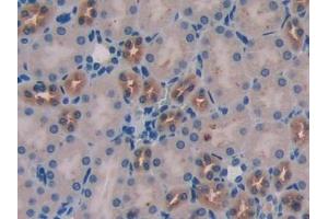 IHC-P analysis of Mouse Kidney Tissue, with DAB staining. (WISP1 anticorps  (AA 216-347))