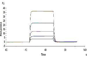 Human CD155, hFc Tag captured on CM5 Chip via Protein A can bind Biotinylated Human DNAM-1, His-Avi Tag with an affinity constant of 264nM as determined in SPR assay (Biacore T200).