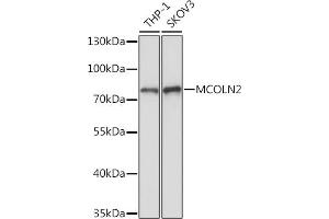 Western blot analysis of extracts of various cell lines, using MCOLN2 Rabbit pAb (ABIN7268695) at 1:1000 dilution. (Mucolipin 2 (MCOLN2) anticorps)