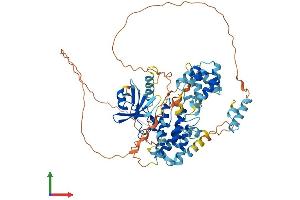 AlphaFold protein structure predicition of Mouse Recombinant Irak2 Protein, UniprotID Q8CFA1