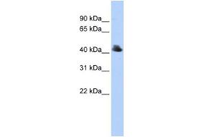 WB Suggested Anti-FBXO4 Antibody Titration:  0. (FBXO4 anticorps  (Middle Region))