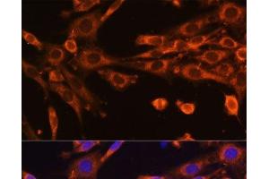 Immunofluorescence analysis of NIH-3T3 cells using SUPV3L1 Polyclonal Antibody at dilution of 1:100 (40x lens).