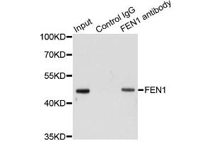 Immunoprecipitation analysis of 200 μg extracts of HeLa cells using 1 μg FEN1 antibody (ABIN5970521). (FEN1 anticorps)