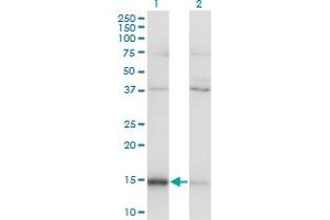 Western Blot analysis of MAGOH expression in transfected 293T cell line by MAGOH monoclonal antibody (M01), clone 6E11. (MAGOH anticorps  (AA 1-110))