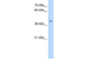 WB Suggested Anti-APOBEC3B Antibody Titration:  0. (APOBEC3B anticorps  (N-Term))