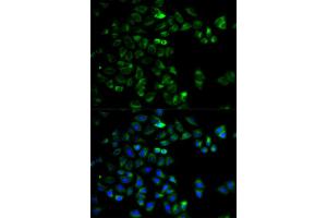 Immunofluorescence analysis of HeLa cells using HTRA2 antibody (ABIN5973384).