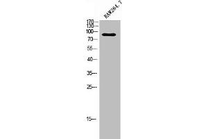 Western Blot analysis of RAW264. (ADGRF4 (C-Term) anticorps)