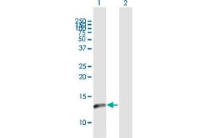 Western Blot analysis of NDUFA5 expression in transfected 293T cell line by NDUFA5 MaxPab polyclonal antibody. (NDUFA5 anticorps  (AA 1-116))