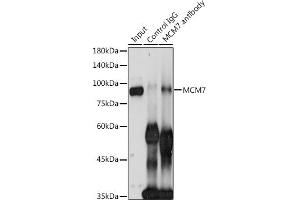Immunoprecipitation analysis of 300 μg extracts of HeLa cells using 3 μg MCM7 antibody (ABIN3021520, ABIN3021521, ABIN3021522 and ABIN6215189). (MCM7 anticorps  (AA 360-719))