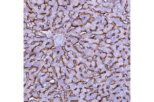 IHC analysis of SLC10A1 using anti-SLC10A1 antibody (ABIN3043337).