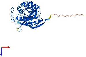 AlphaFold protein structure predicition of Mouse Recombinant Dph6 Protein, UniprotID Q9CQ28