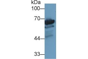 Detection of HSPA1L in Rat Testis lysate using Polyclonal Antibody to Heat Shock 70 kDa Protein 1 Like Protein (HSPA1L)