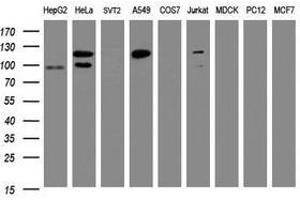 Image no. 2 for anti-Splicing Factor 3a, Subunit 1 (SF3A1) (AA 249-568) antibody (ABIN1491271) (SF3A1 anticorps  (AA 249-568))
