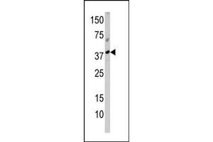 Western blot analysis of anti-RCL1 Pab (ABIN388666 and ABIN2838609) in  cell line lysate (35 μg/lane).