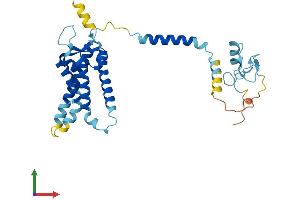 AlphaFold protein structure predicition of Mouse Recombinant Pex2 Protein, UniprotID P55098