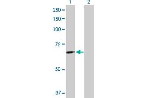 Western Blot analysis of FGL2 expression in transfected 293T cell line by FGL2 MaxPab polyclonal antibody. (FGL2 anticorps  (AA 1-439))